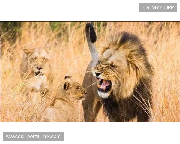 “高加索雄狮的怒吼:卡拉巴赫如何成为欧冠不可忽视的力量” “高加索雄狮的怒吼:卡拉巴赫如何成为欧冠不可忽视的力量”